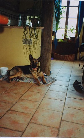 med_Jessy aus den Weinfeldern.jpg (294 x 480)